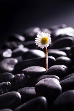 siyah taşlar ile izole papatya