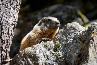 alp dağ sıçanı portresi