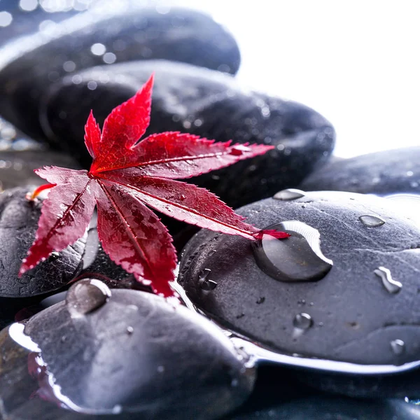 Japoński Klon Pozostawia Czarnych Kamieni — Zdjęcie stockowe