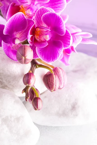 蘭の花と白い石のある静物 — ストック写真