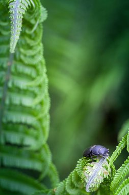 eğreltiotu üzerinde böcek - yakın çekim