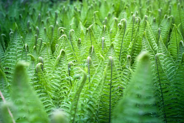 绿色蕨类植物的林下 — 图库照片