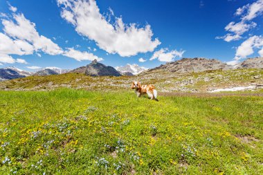 Cavalier King Charles Spaniel Blenheim 