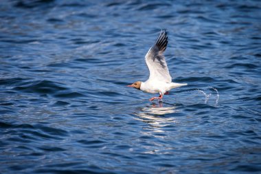 Akdeniz martı - (Larus michahellis)
