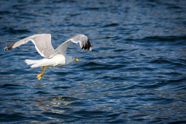 Akdeniz martı - (Larus michahellis)
