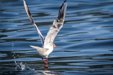 Akdeniz martı - (Larus michahellis)
