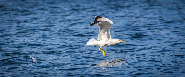 Mediterranean Seagull Larus Michahellis — Stock Photo, Image
