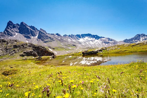 Val Viola Bormio Цветочный Луг Прудом — стоковое фото