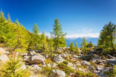 Larches yüksek dağlarda