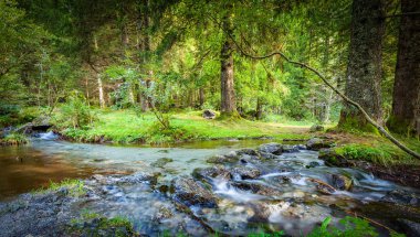 akımı ile gür çalılar