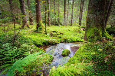 akımı ile gür çalılar
