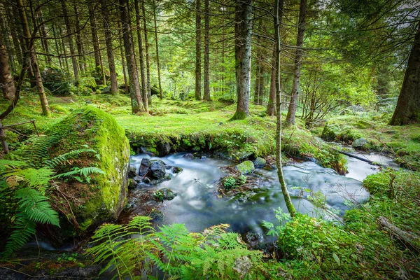 Lush Undergrowth Stream — Stock Photo, Image