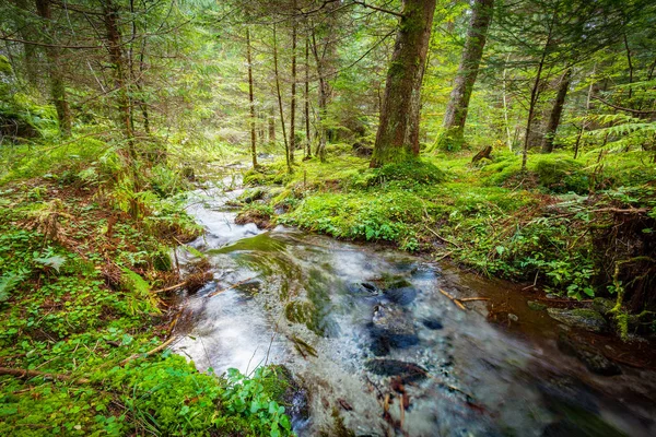akımı ile gür çalılar