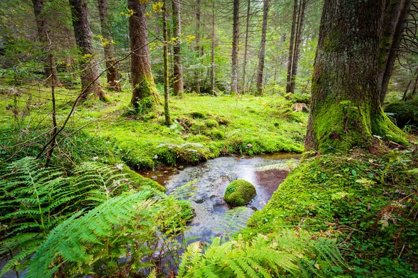 akımı ile gür çalılar