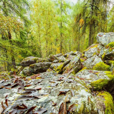 çalılar panoramik manzaralı