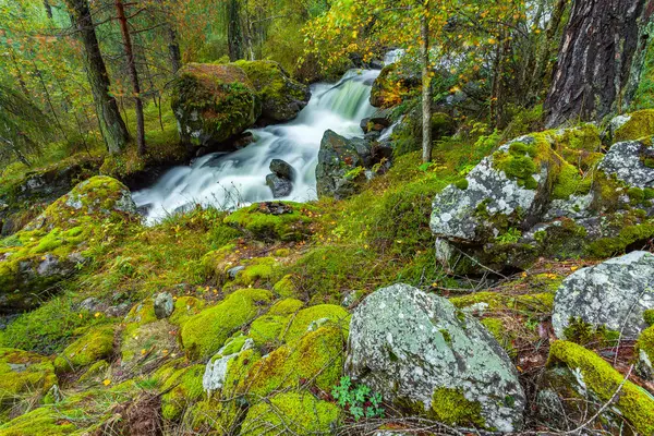 Sottobosco Con Ruscello Piccole Cascate — Foto Stock