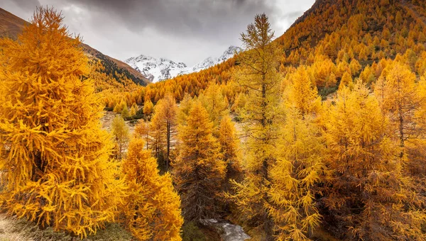 Herfst Landschap Val Nera Livigno Valtellina — Stockfoto