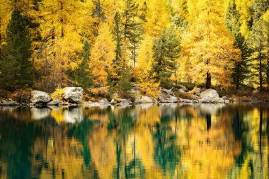 Sonbaharda larches ile dağ Gölü