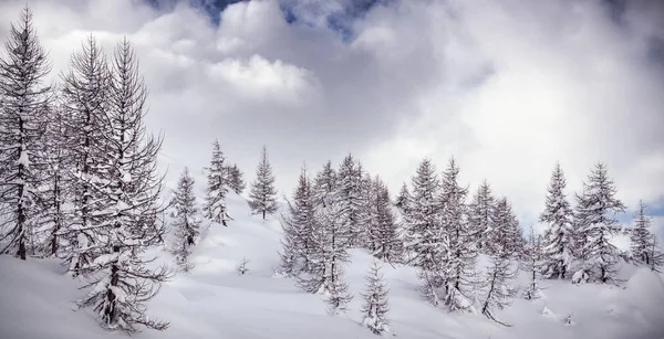 Χειμερινό Τοπίο Φρέσκο Χιόνι — Φωτογραφία Αρχείου