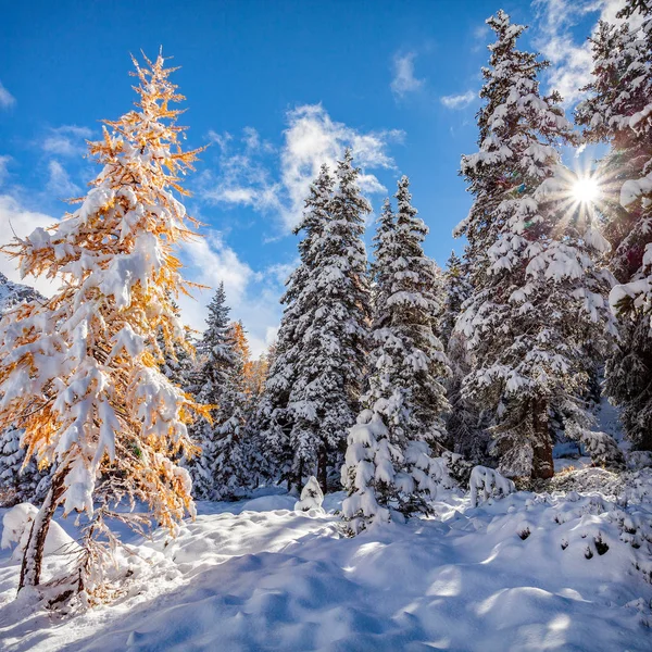 Paisaje Alpino Con Nieve Fresca — Foto de Stock