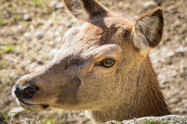 Dişi geyik (Cervus Elaphus) - İtalyan Alpleri
