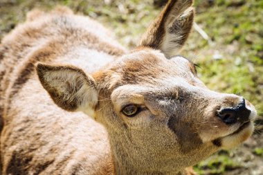Dişi geyik (Cervus Elaphus) - İtalyan Alpleri
