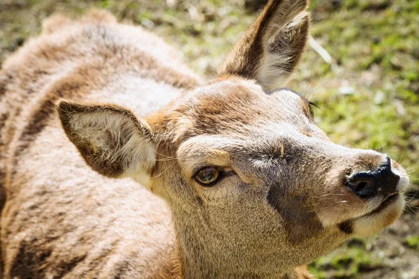Dişi geyik (Cervus Elaphus) - İtalyan Alpleri