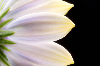 yaprakları siyah ile beyaz çiçek