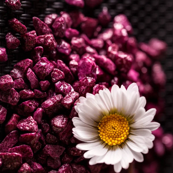 香りのよい顆粒にマーガレットの花 — ストック写真
