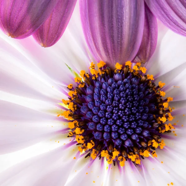 stock image overlaid gerbera flower detail