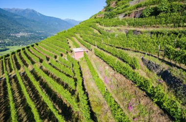 Vineyards of Valtellina (IT) - Zona Grumello clipart