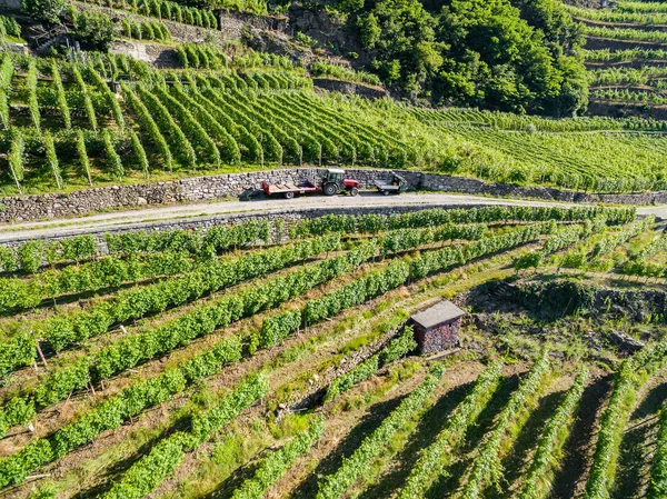 Winnice Dolinie Valtellina Zona Grumello — Zdjęcie stockowe