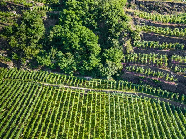 Valtellina Zona Grumello Szőlőültetvények — Stock Fotó