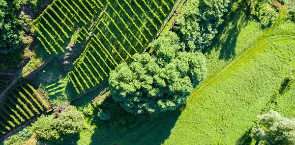 Drawings Green Aerial View — Stock Photo, Image