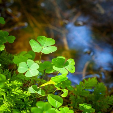 yonca - yakından - Ayrıntılar