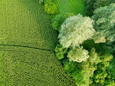 Mısır alan - havadan görünümü