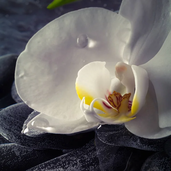 Hassas beyaz orkide - yakın çekim