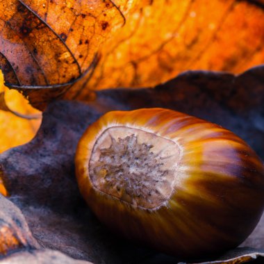 kestane yapraklarla - yakın çekim