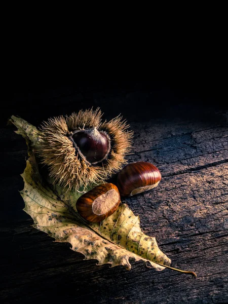 Brauntöne Herbsternte Nahaufnahme — Stockfoto