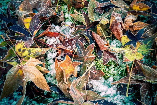 Buntes Laub Aus Nächster Nähe — Stockfoto