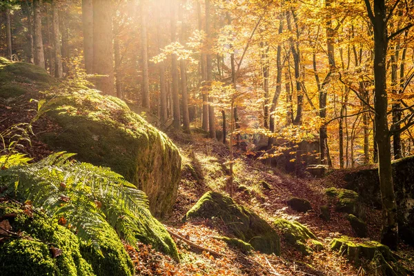 Floresta Com Raios Sol Outono — Fotografia de Stock