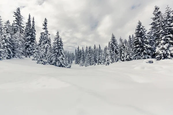 Fehérített Fenyőfák Friss Hóval — Stock Fotó