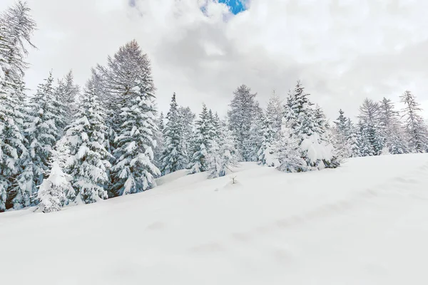 Abetos Branqueados Com Neve Fresca — Fotografia de Stock