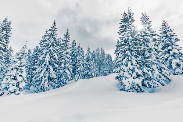 Sapins Blanchis Avec Neige Fraîche — Photo