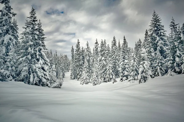 Λευκασμένα Έλατα Φρέσκο Χιόνι — Φωτογραφία Αρχείου