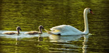 Havuzda civciv ile Kuğu