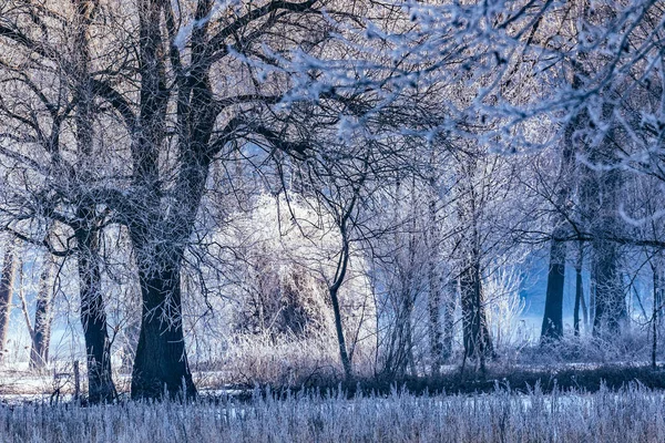 Árvores Roupas Inverno — Fotografia de Stock