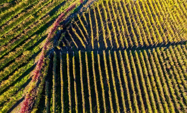 Valtellina Luftaufnahme Der Weinberge Grumello Gebiet Herbst — Stockfoto