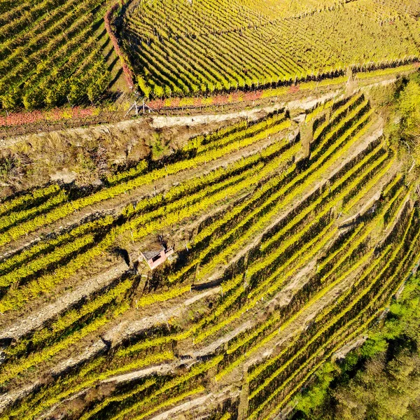 Valtellina Grumello Bölgesinde Üzüm Bağları Havadan Görünümü Sonbahar — Stok fotoğraf