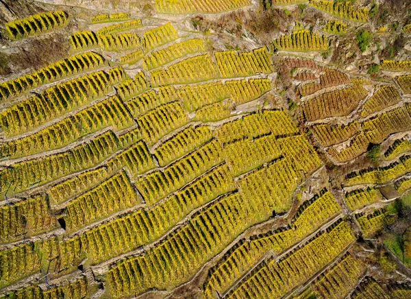 Valtellina Luftaufnahme Der Weinberge Sassella Gebiet Herbst — Stockfoto